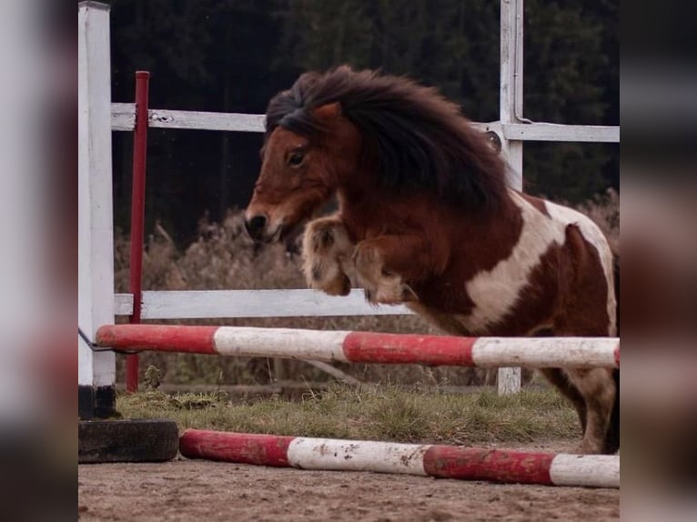 Shetland Ponys Merrie 12 Jaar 100 cm Gevlekt-paard in Ochsenhausen