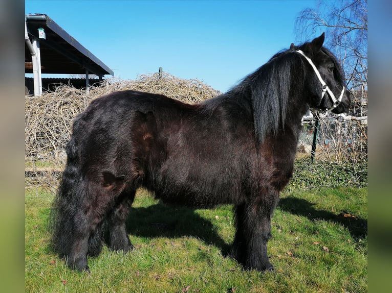 Shetland Ponys Merrie 12 Jaar 100 cm Zwart in M&#xF6;nchengladbach