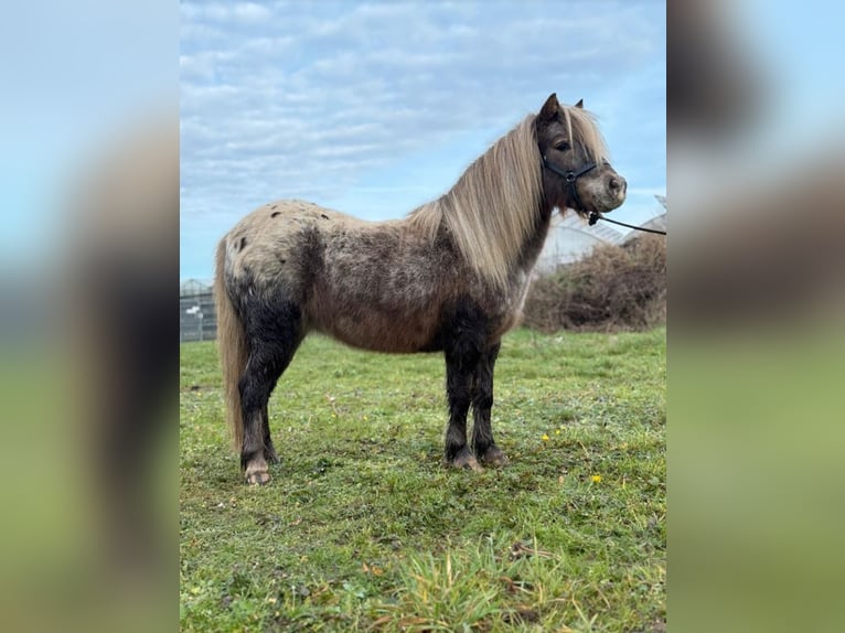 Shetland Ponys Mix Merrie 12 Jaar 103 cm Appaloosa in Eberdingen