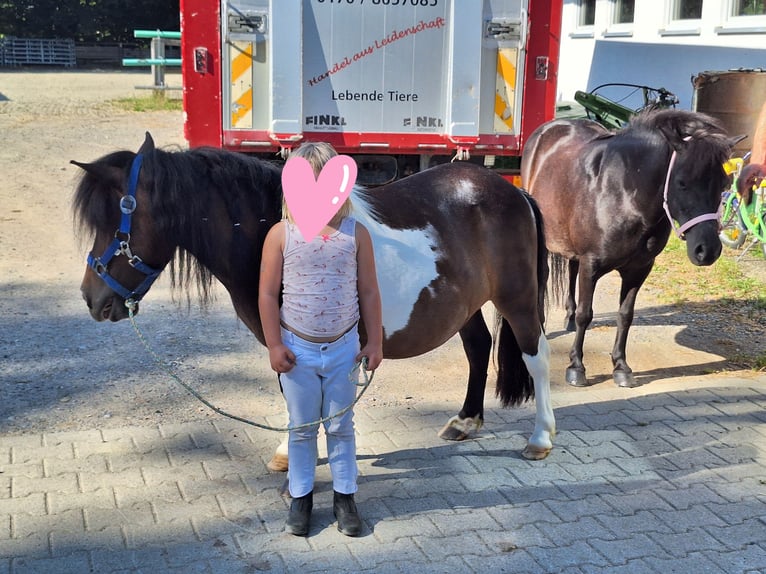 Shetland Ponys Merrie 12 Jaar 103 cm Gevlekt-paard in Argenbühl