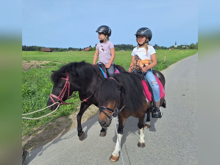 Shetland Ponys Merrie 12 Jaar 103 cm Gevlekt-paard in Argenbühl