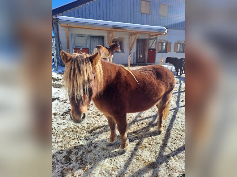 Shetland Ponys Merrie 12 Jaar 104 cm in Tannheim