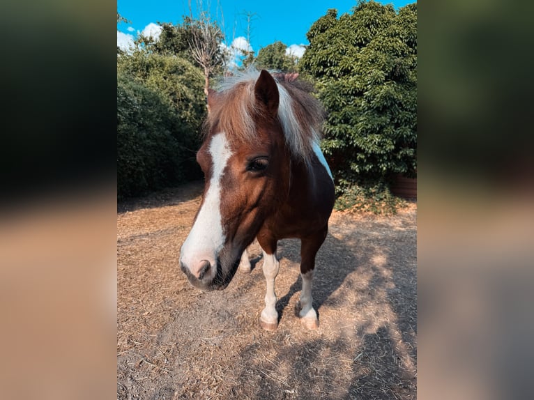 Shetland Ponys Merrie 12 Jaar 105 cm Gevlekt-paard in Neinstedt
