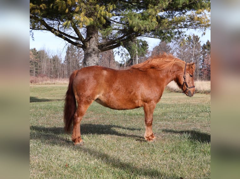 Shetland Ponys Merrie 12 Jaar 122 cm Donkere-vos in Howell