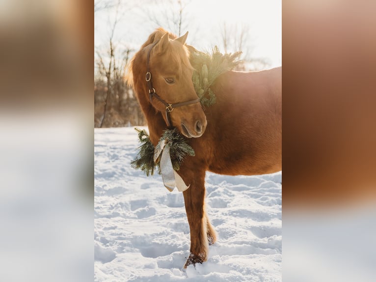 Shetland Ponys Merrie 12 Jaar 122 cm Donkere-vos in Howell