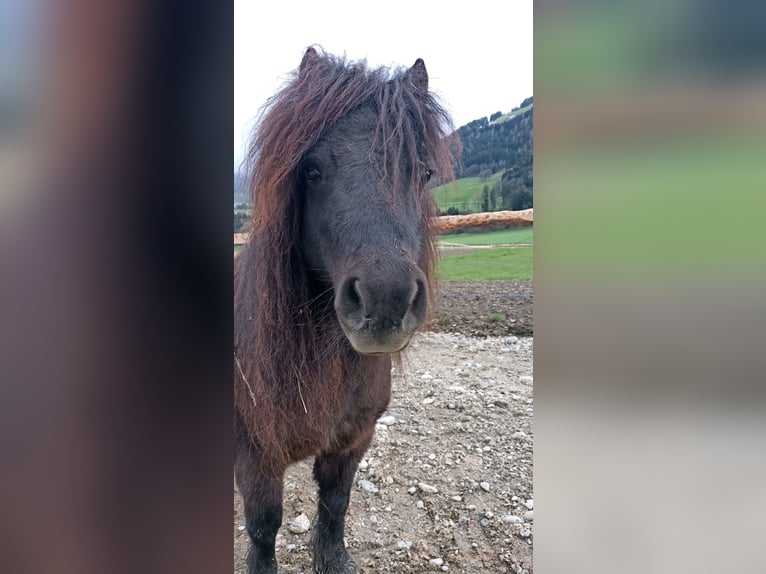 Shetland Ponys Merrie 12 Jaar 80 cm Zwart in Wattenberg