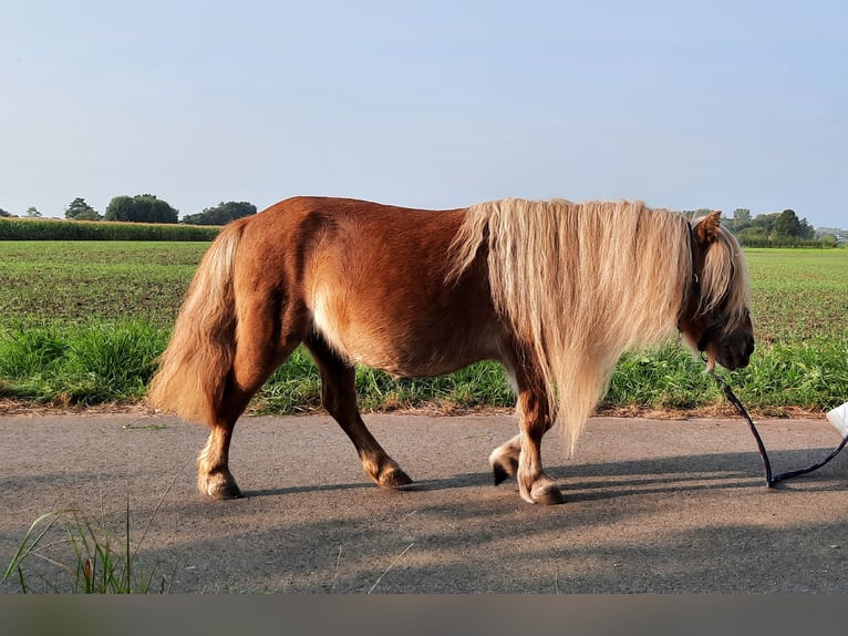 Shetland Ponys Merrie 12 Jaar 86 cm Vos in Ahaus