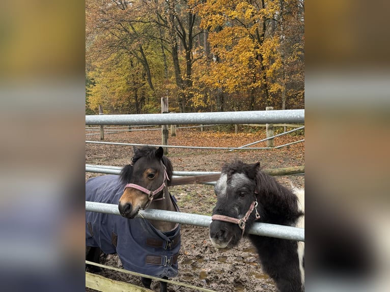 Shetland Ponys Merrie 12 Jaar 88 cm Bruin in Reinbek