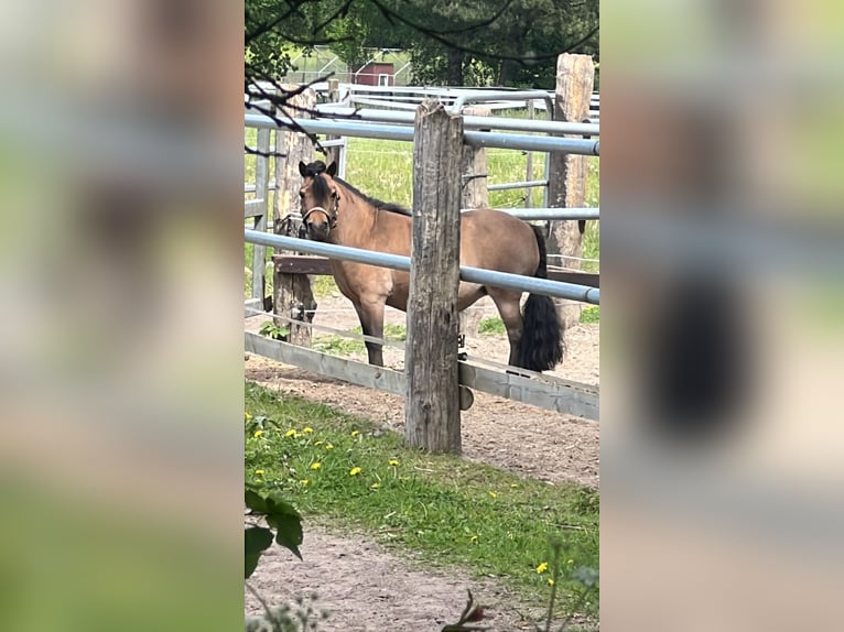 Shetland Ponys Merrie 12 Jaar 88 cm Bruin in Reinbek
