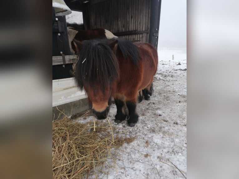 Shetland Ponys Merrie 12 Jaar 95 cm Bruin in Ostereistedt