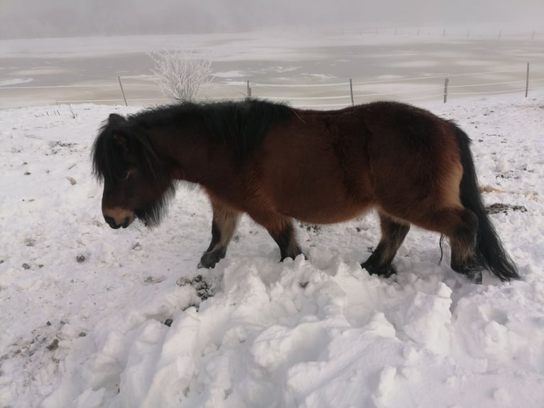 Shetland Ponys Merrie 12 Jaar 95 cm Bruin in Ostereistedt