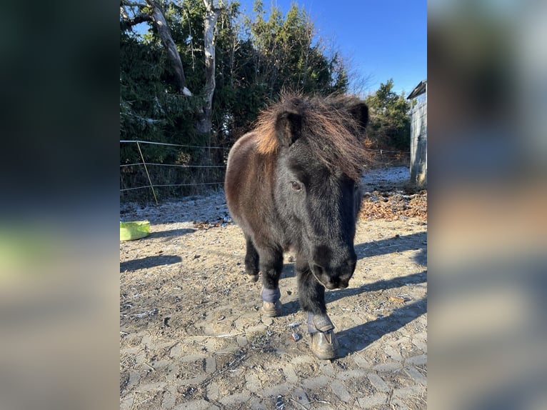Shetland Ponys Merrie 12 Jaar 95 cm Zwart in Reinsberg