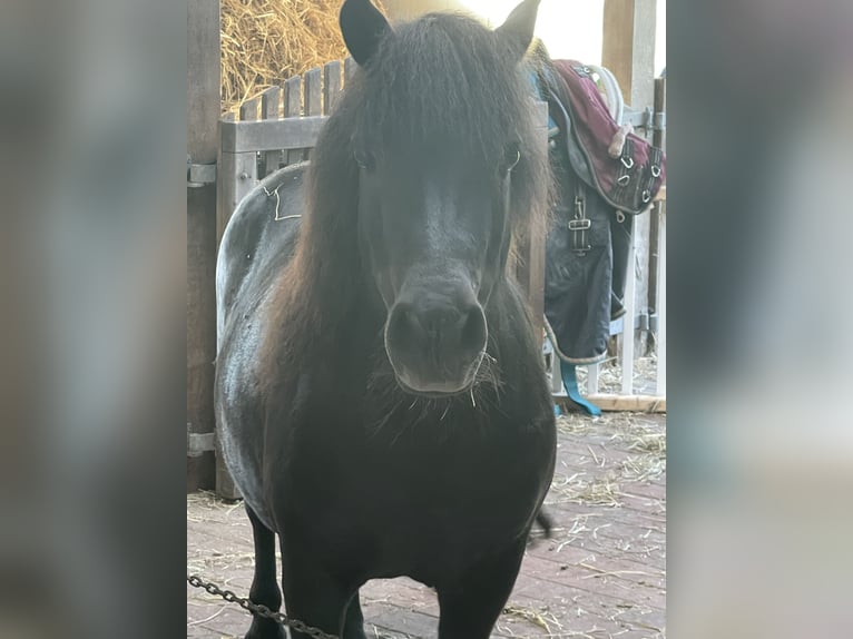 Shetland Ponys Merrie 12 Jaar 95 cm Zwart in Visbek