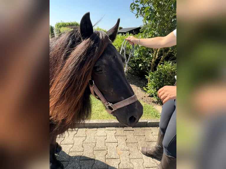 Shetland Ponys Merrie 12 Jaar  in Nordwalde
