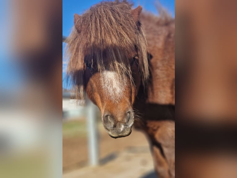 Shetland Ponys Merrie 13 Jaar 100 cm Roodvos in Wattendorf