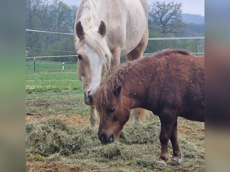 Shetland Ponys Merrie 13 Jaar 100 cm Vos in Wattendorf