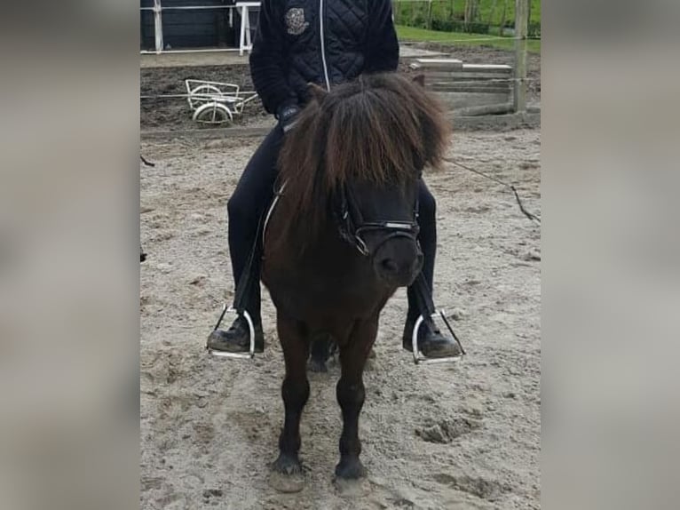 Shetland Ponys Merrie 13 Jaar 105 cm Zwart in Leerbroek