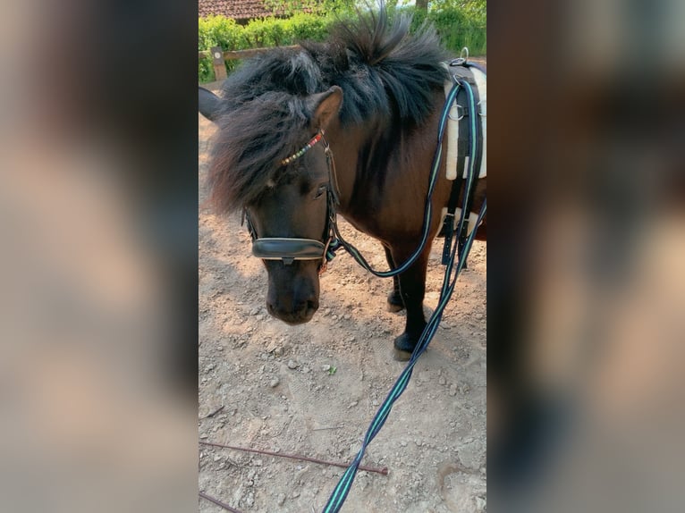 Shetland Ponys Merrie 13 Jaar 110 cm Zwart in Aschbach