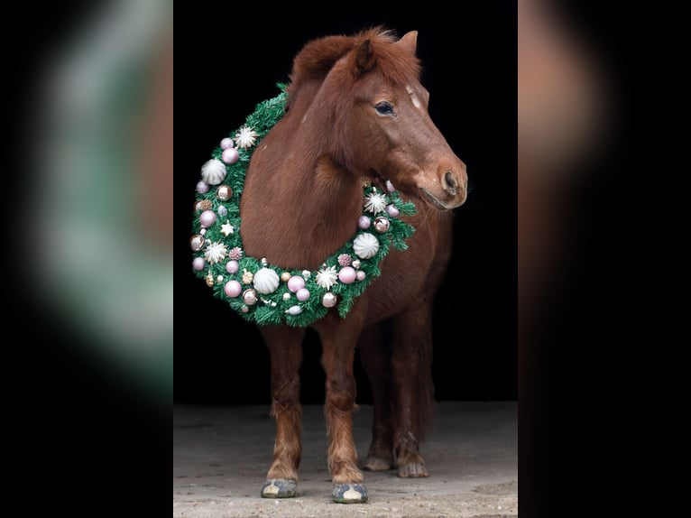 Shetland Ponys Mix Merrie 13 Jaar 112 cm Vos in Sinzheim