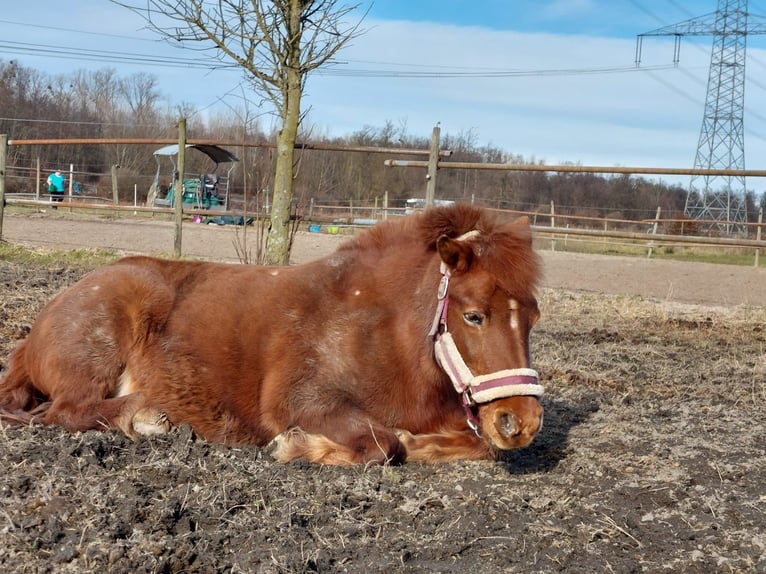 Shetland Ponys Mix Merrie 13 Jaar 112 cm Vos in Sinzheim