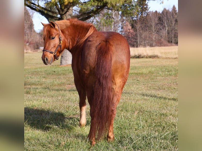 Shetland Ponys Merrie 13 Jaar 122 cm Donkere-vos in Howell