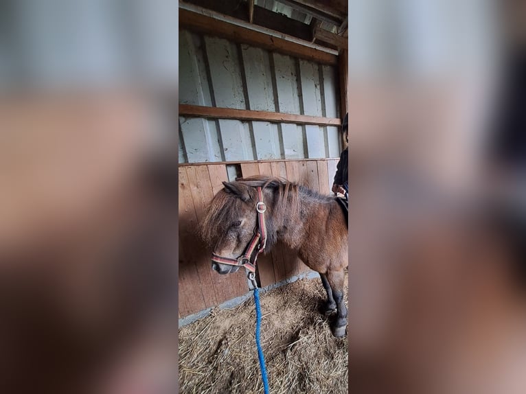 Shetland Ponys Merrie 13 Jaar 85 cm Bruin in Osnabrück