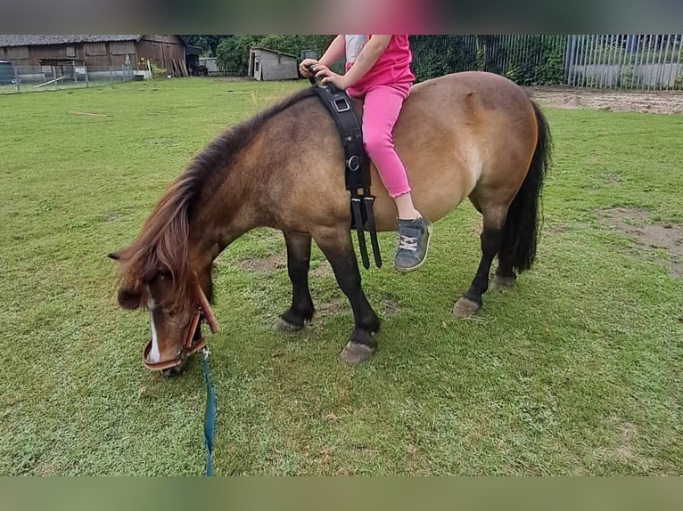 Shetland Ponys Merrie 13 Jaar 85 cm Bruin in Osnabrück
