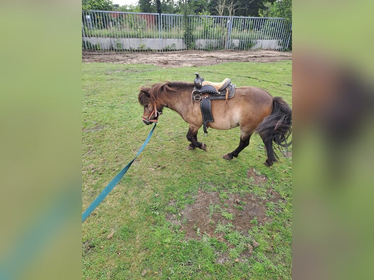 Shetland Ponys Merrie 13 Jaar 85 cm Bruin in Osnabrück