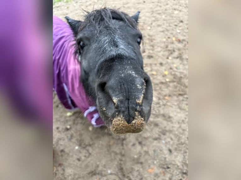 Shetland Ponys Merrie 13 Jaar 95 cm Zwart in Reinsberg