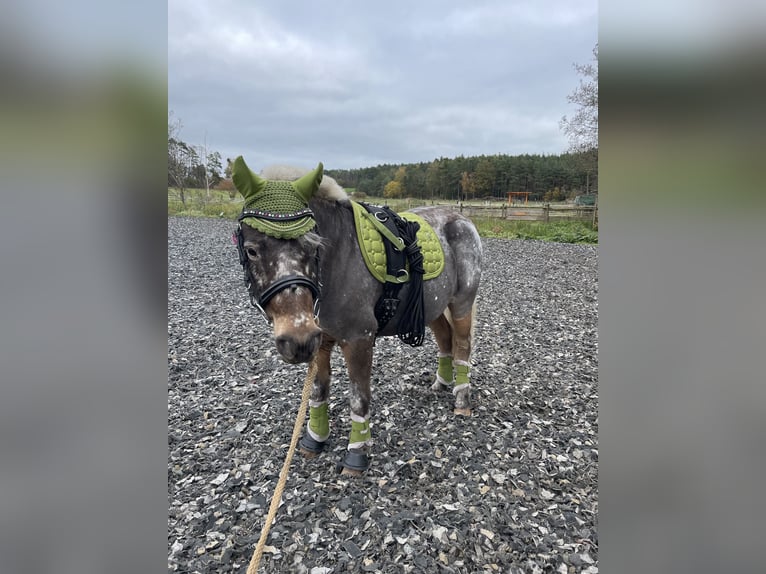 Shetland Ponys Mix Merrie 14 Jaar 113 cm  in Roßtal