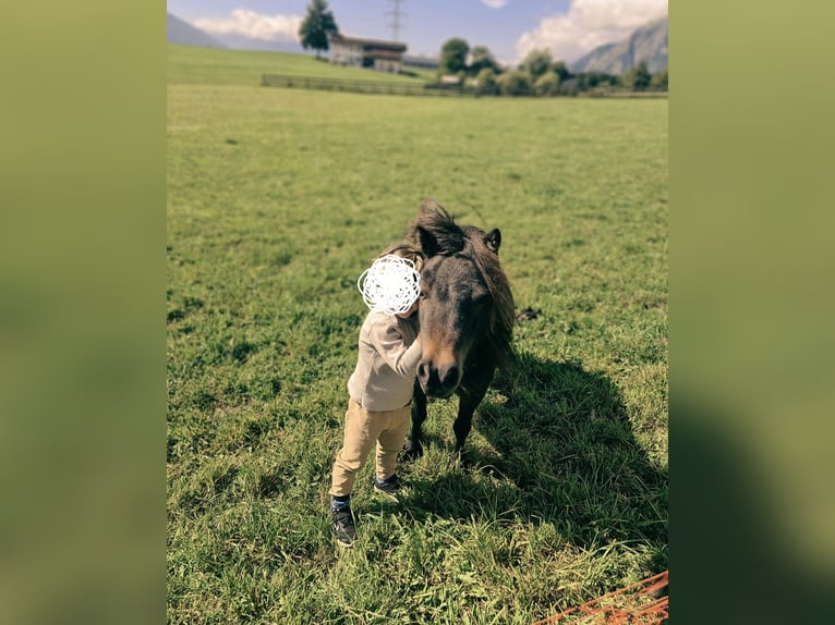 Shetland Ponys Merrie 14 Jaar 80 cm Bruin in Gnadenwald
