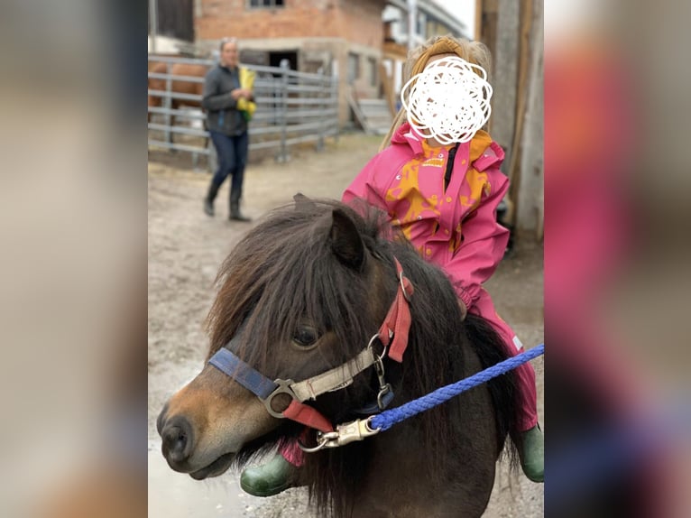 Shetland Ponys Merrie 14 Jaar 80 cm Bruin in Gnadenwald