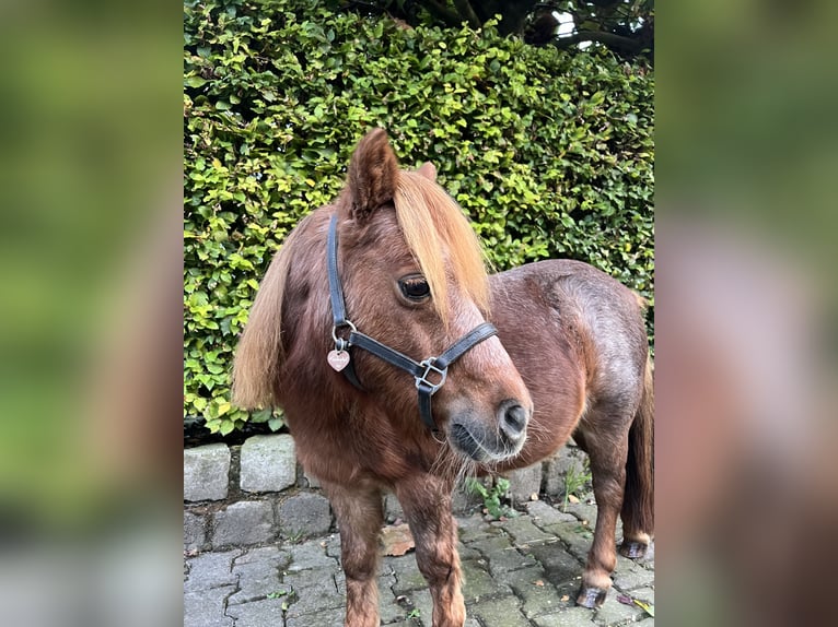 Shetland Ponys Merrie 14 Jaar 88 cm Vos in Hamminkeln