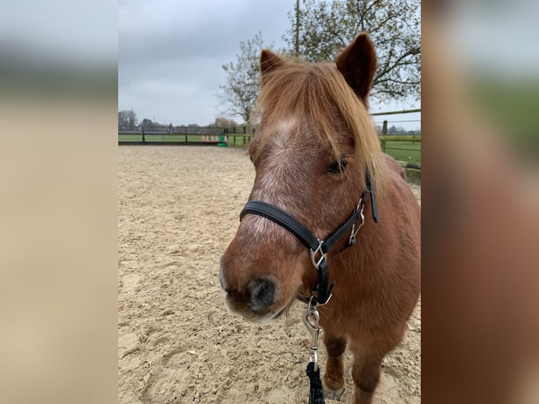 Shetland Ponys Merrie 14 Jaar 88 cm Vos in Hamminkeln