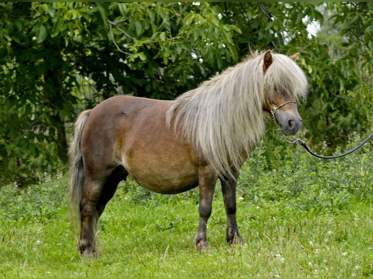 Shetland Ponys Merrie 14 Jaar 89 cm Vos in Lodz