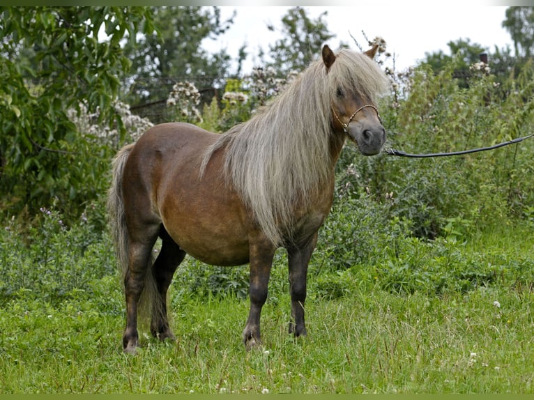 Shetland Ponys Merrie 14 Jaar 89 cm Vos in Lodz