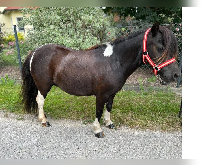 Shetland Ponys Merrie 14 Jaar 92 cm Gevlekt-paard in Ellgau