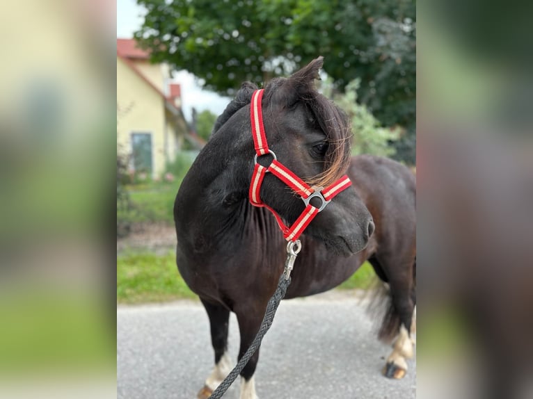 Shetland Ponys Merrie 14 Jaar 92 cm Gevlekt-paard in Ellgau