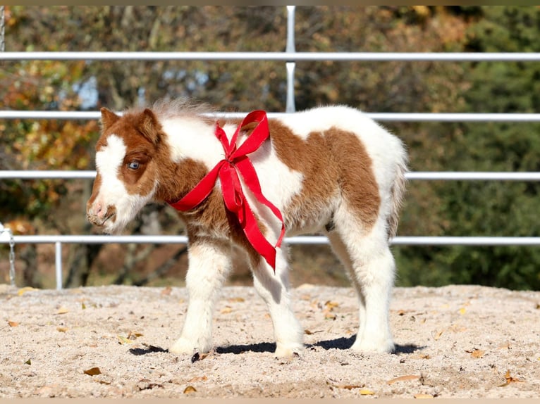Shetland Ponys Merrie 14 Jaar 94 cm Gevlekt-paard in Purdy, MO