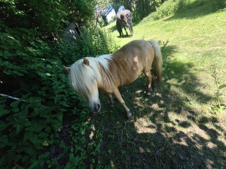 Shetland Ponys Merrie 14 Jaar 95 cm Palomino in Uckerland