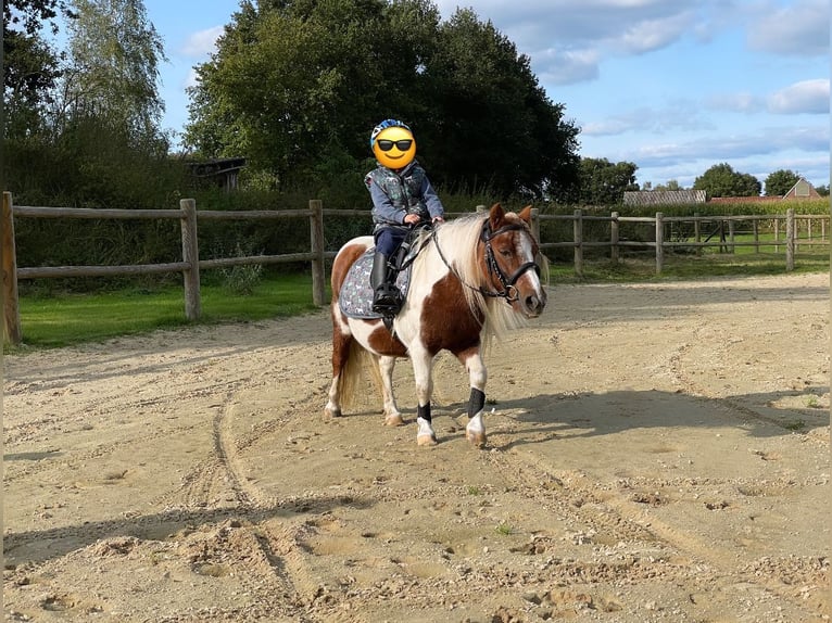 Shetland Ponys Merrie 14 Jaar 96 cm Gevlekt-paard in Wielen