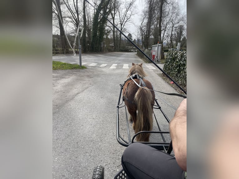 Shetland Ponys Merrie 14 Jaar 97 cm Vos in H&#xF6;chst