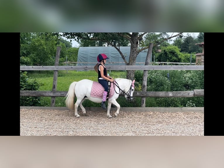 Shetland Ponys Mix Merrie 14 Jaar Schimmel in Unterwaltersdorf