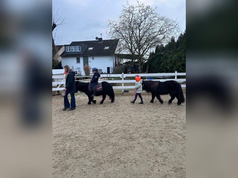 Shetland Ponys Merrie 15 Jaar 100 cm Zwart in Kempen