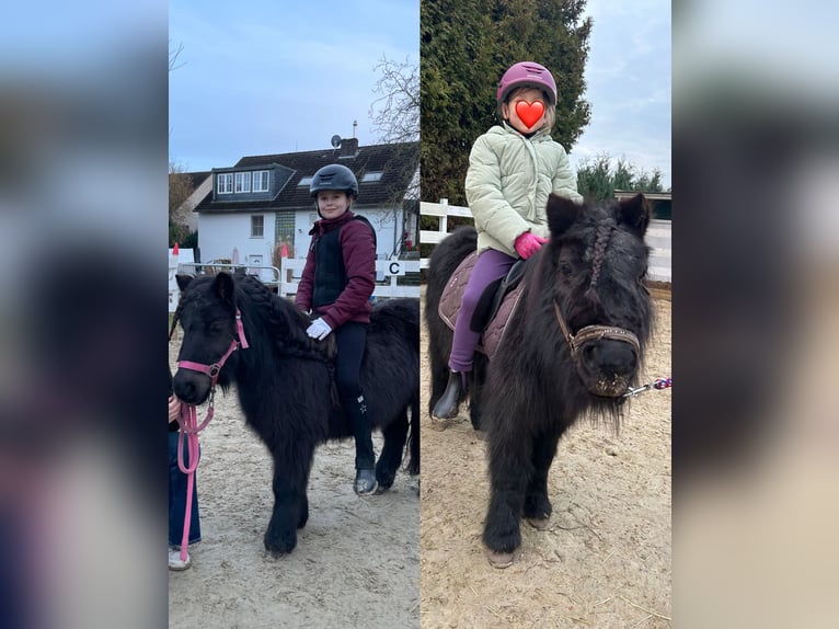 Shetland Ponys Merrie 15 Jaar 100 cm Zwart in Kempen