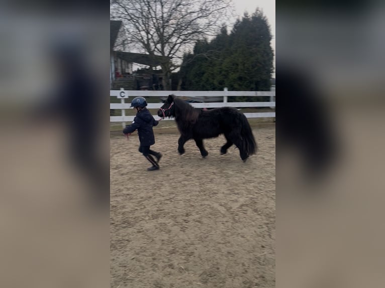 Shetland Ponys Merrie 15 Jaar 100 cm Zwart in Kempen