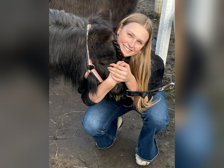 Shetland Ponys Merrie 15 Jaar 100 cm Zwart in Kempen