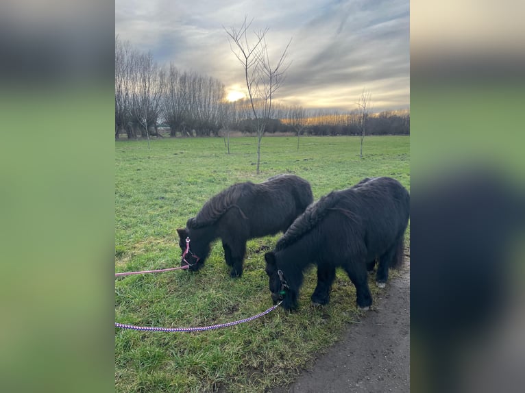 Shetland Ponys Merrie 15 Jaar 100 cm Zwart in Kempen