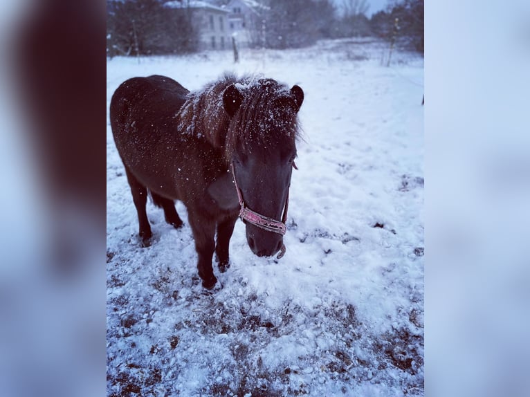 Shetland Ponys Merrie 15 Jaar 105 cm Donkere-vos in München