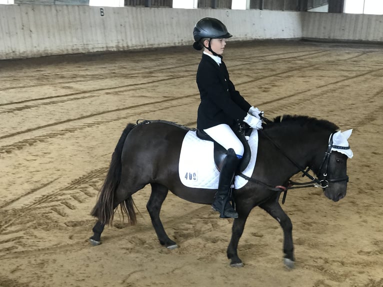 Shetland Ponys Merrie 15 Jaar 105 cm Donkere-vos in München